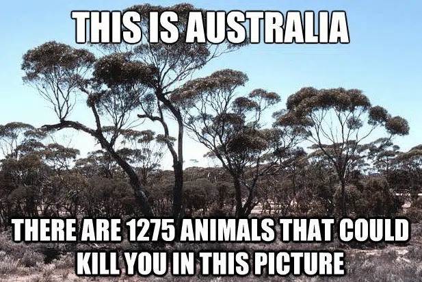 Australia Meme - My Five 251 - Browser Media