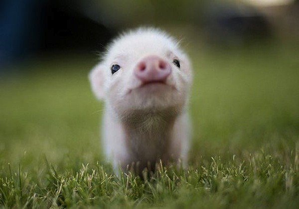Cute baby piglet