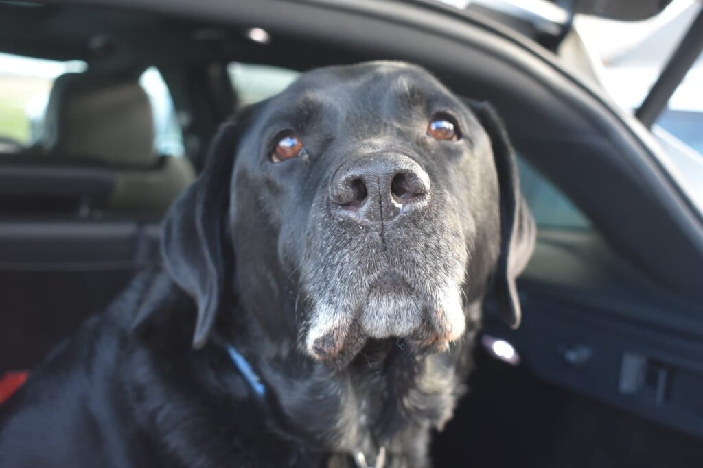 Willington's Doggo Fred