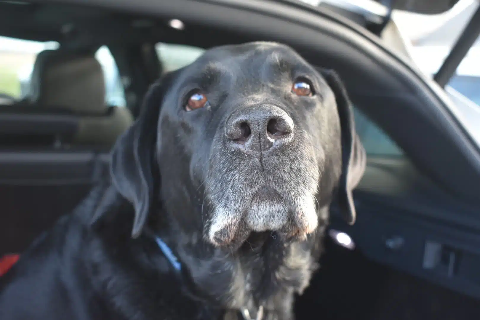 Will's Dog