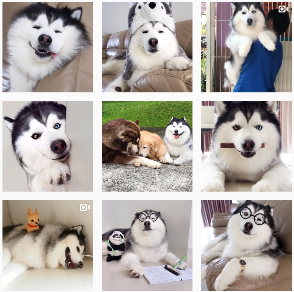 Maru the confused husky being adorable