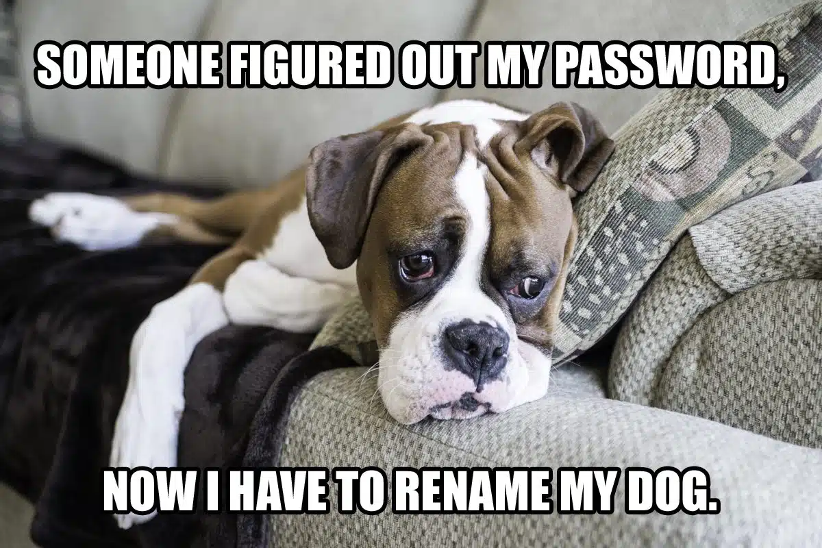My Five 181 - Dog Meme