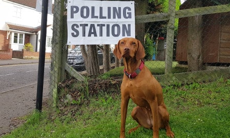 Ruby-dog-polling-station-BrowserMedia1