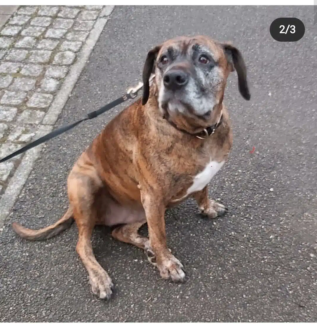 Vic's Dog