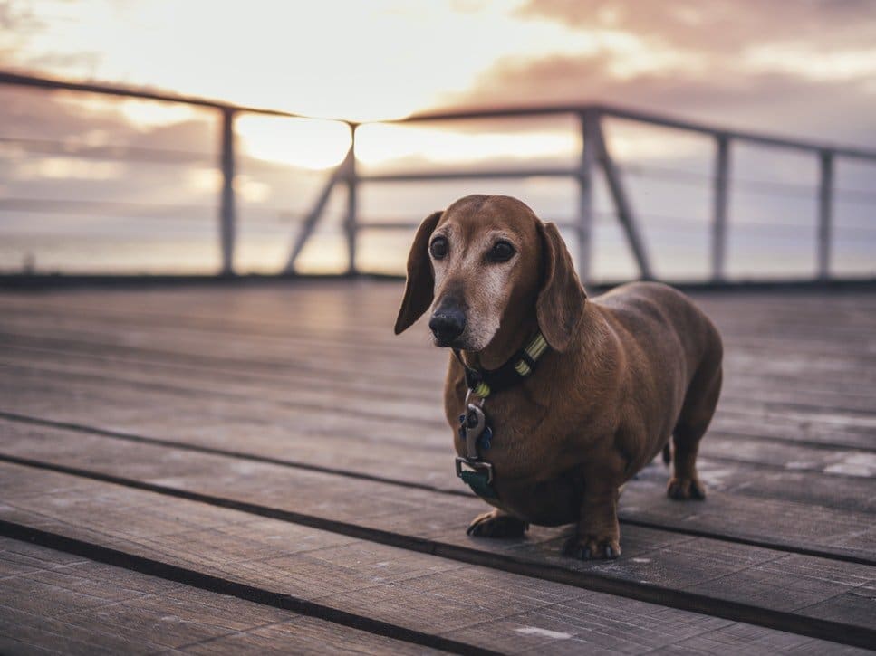 Captain Snooty