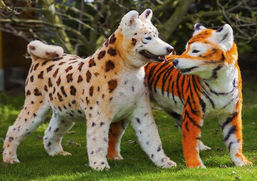 dogs with dyed fur - my five 195 - browser media