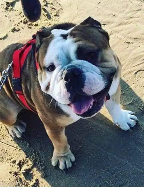 eggnog the magnificent