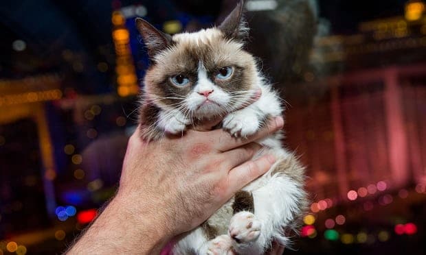grumpy cat meme