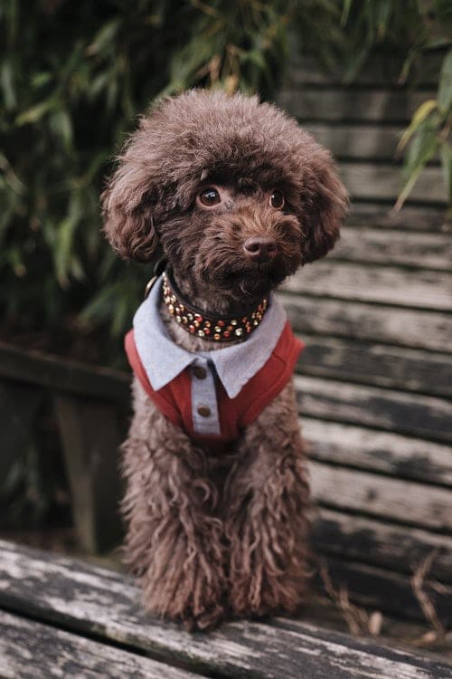 Duke of Bork