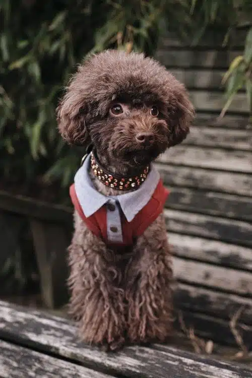 Duke of Bork
