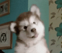 irrelevant dog gif content