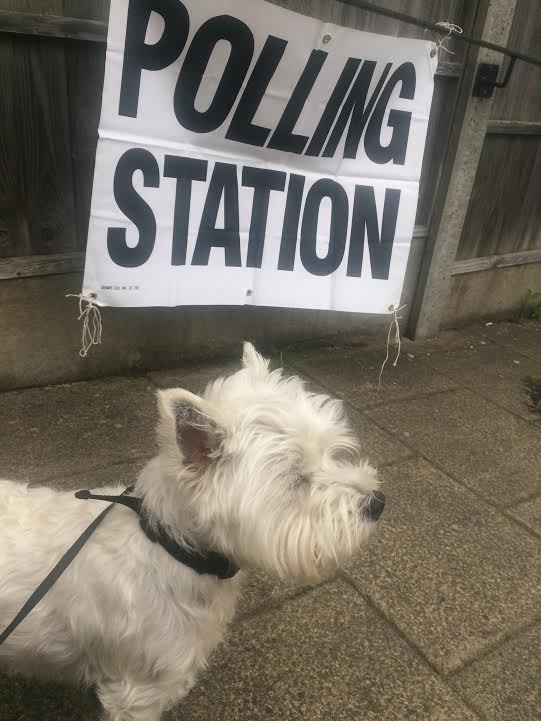 oscar-dog-polling-station