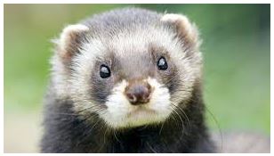 polecat - my five 201 - browser media