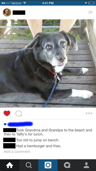 even your mate's uncle's dog's got instagram