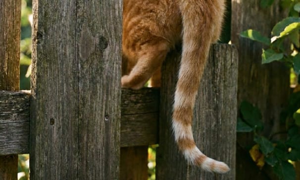 Ultra long tail search